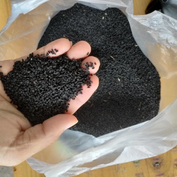 种子，白根蒜苗，直叶，硬叶种子！厂量高，适合一年四季播种