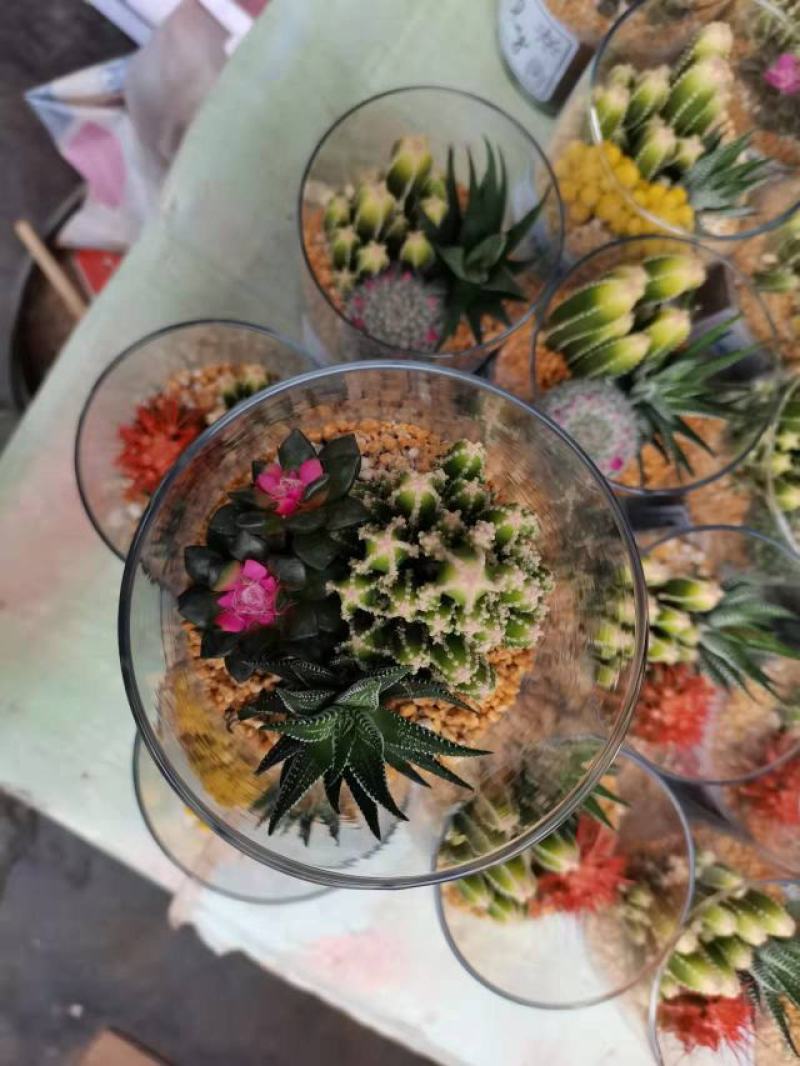 精品玻璃杯组盆仙人球，一箱15装，花色多，有个性