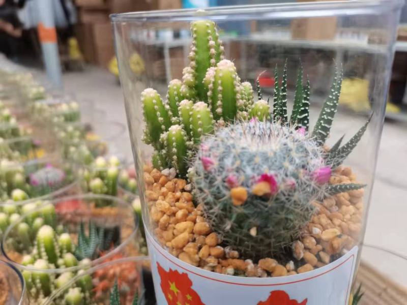 精品玻璃杯组盆仙人球，一箱15装，花色多，有个性