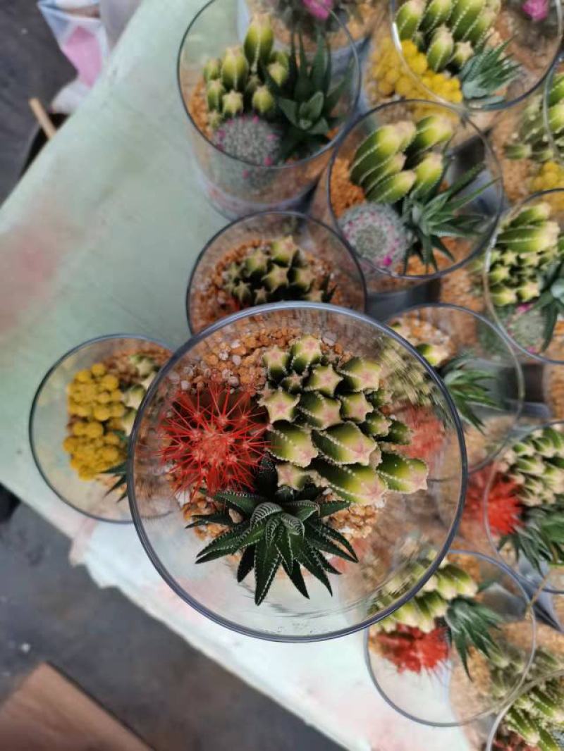 精品玻璃杯组盆仙人球，一箱15装，花色多，有个性