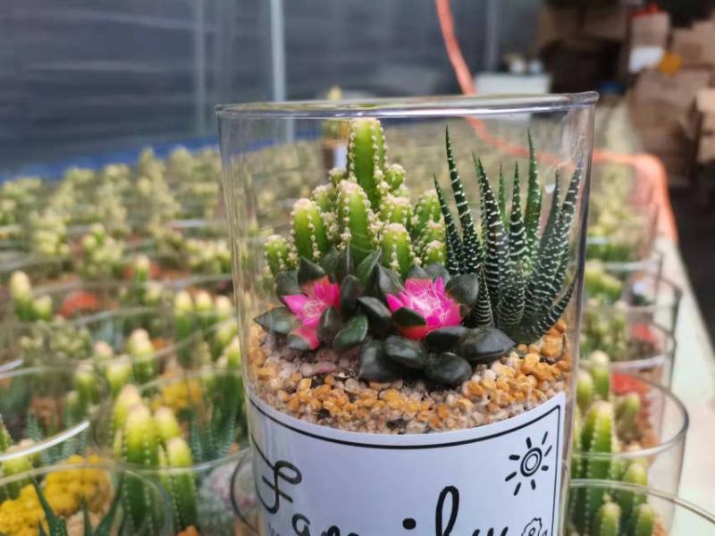 精品玻璃杯组盆仙人球，一箱15装，花色多，有个性