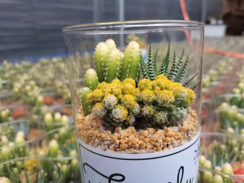 精品玻璃杯组盆仙人球，一箱15装，花色多，有个性