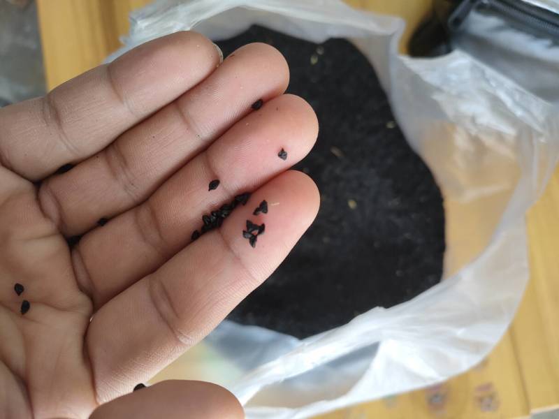 种子，白根蒜苗，直叶，硬叶种子！厂量高，适合一年四季播种