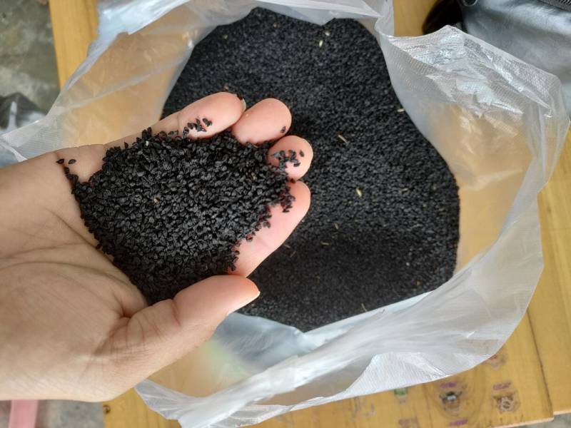 种子，白根蒜苗，直叶，硬叶种子！厂量高，适合一年四季播种