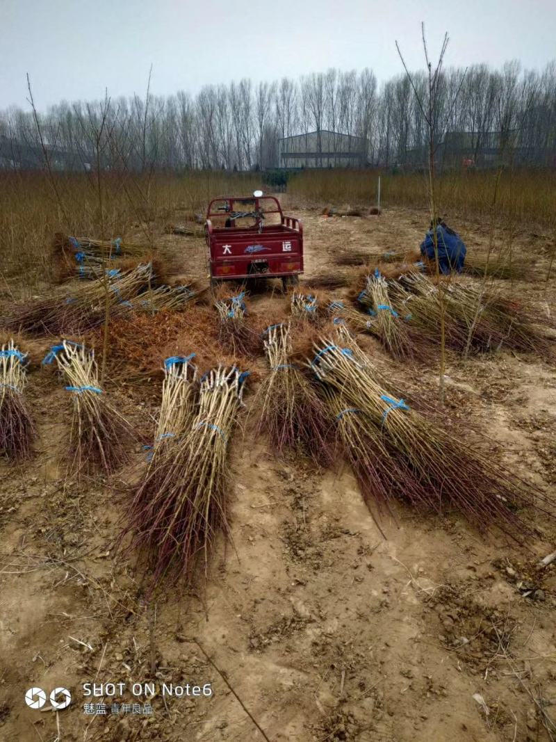 桃苗批发桃苗基地直供新品种桃苗各种规格桃苗桃树苗