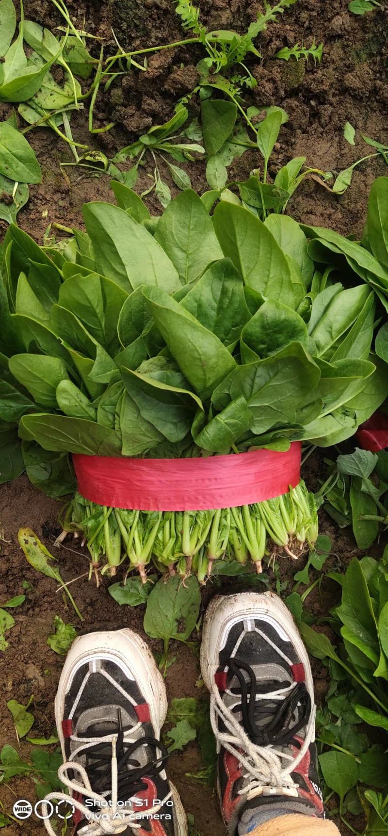 山东德州精品大叶菠菜黑叶菠菜提供各种包装
