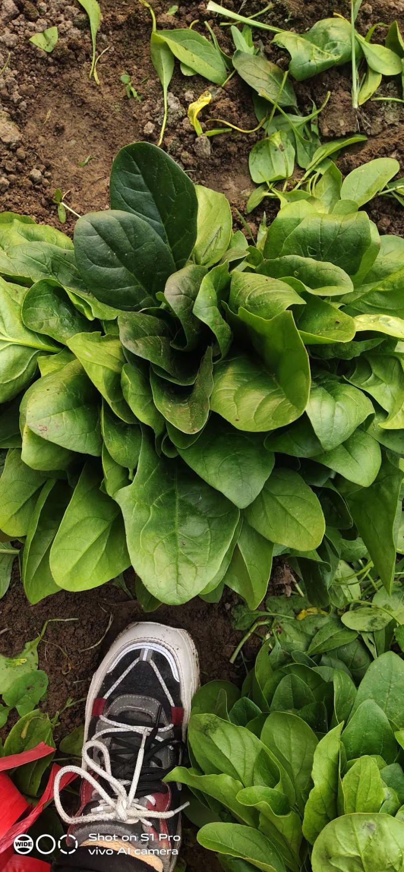 山东德州精品大叶菠菜黑叶菠菜提供各种包装