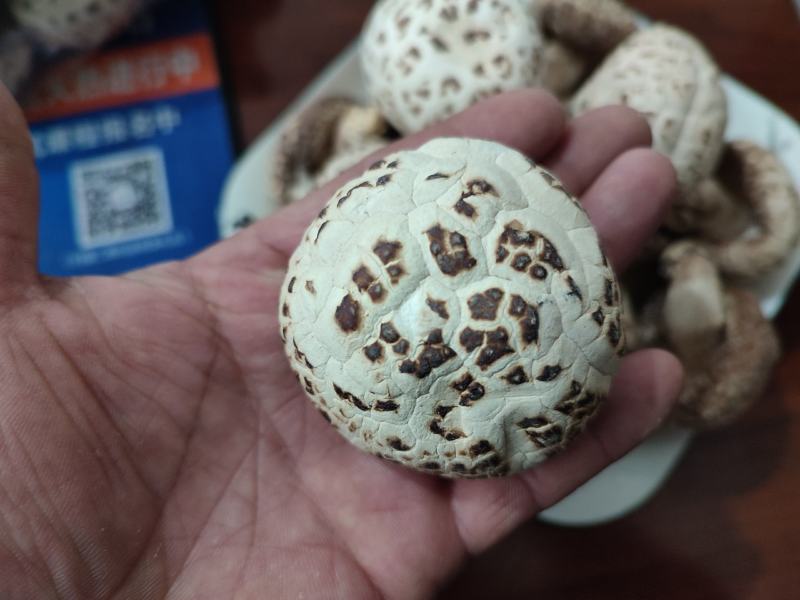 白花菇天白花菇秋栽花菇泌阳特产送礼佳品