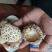 白花菇天白花菇秋栽花菇泌阳特产送礼佳品