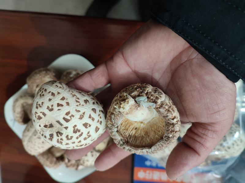 白花菇天白花菇秋栽花菇泌阳特产送礼佳品