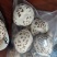 白花菇天白花菇秋栽花菇泌阳特产送礼佳品