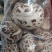 白花菇天白花菇秋栽花菇泌阳特产送礼佳品