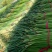 蒜苔/金乡蒜苔/周口蒜苔/淮阳蒜苔/河南蒜苔/白帽蒜苔