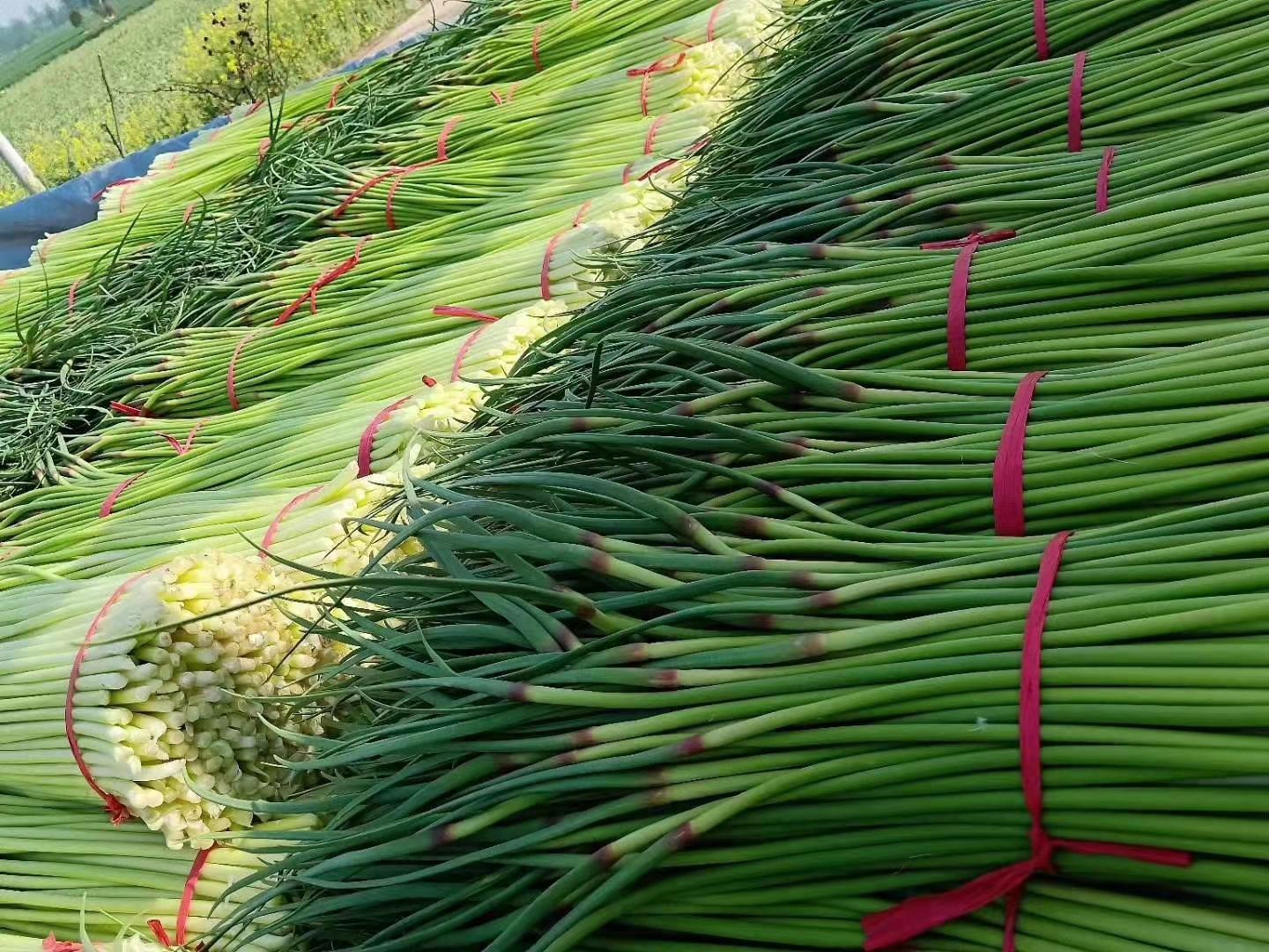 柱状图展示山东苍山蒜薹与其他三大主产区(河南中牟、江苏大丰、四川彭州)在维生素C、大蒜素、膳食纤维三项核心营养指标上的对比数据,突出苍山蒜薹在大蒜素含量上的显著优势,配色采用绿色系,符合农产品主题 苍山蒜薹营养成分对比图表