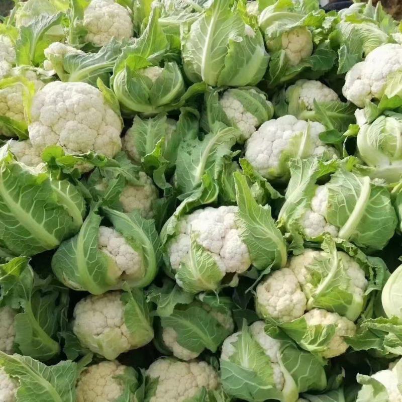 汉中城固菜花精品实菜花乳白紧花，全国发货，产地直发