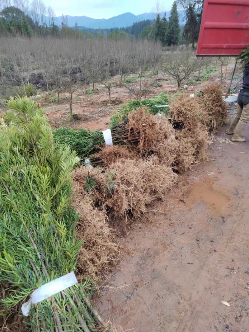 江西直供罗汉松小苗，1公分罗汉松，中叶罗汉松，苗圃直供