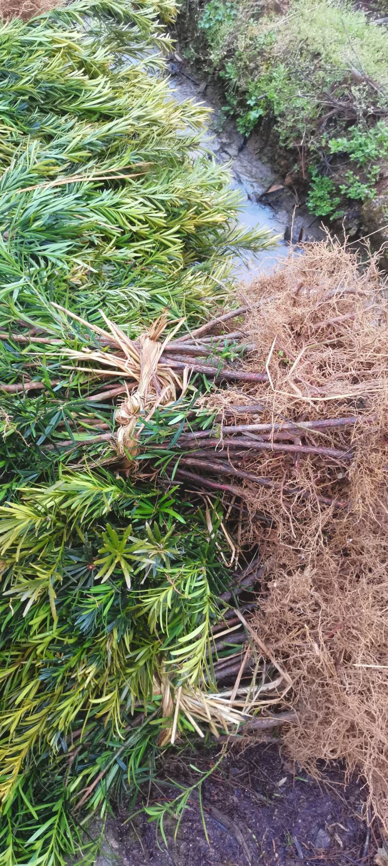 江西直供罗汉松小苗，1公分罗汉松，中叶罗汉松，苗圃直供