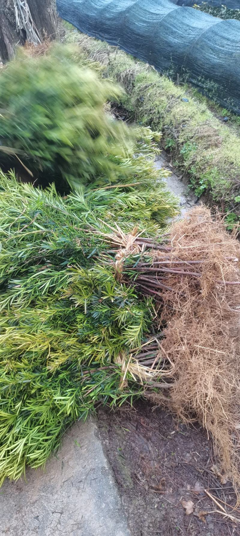 江西直供罗汉松小苗，1公分罗汉松，中叶罗汉松，苗圃直供