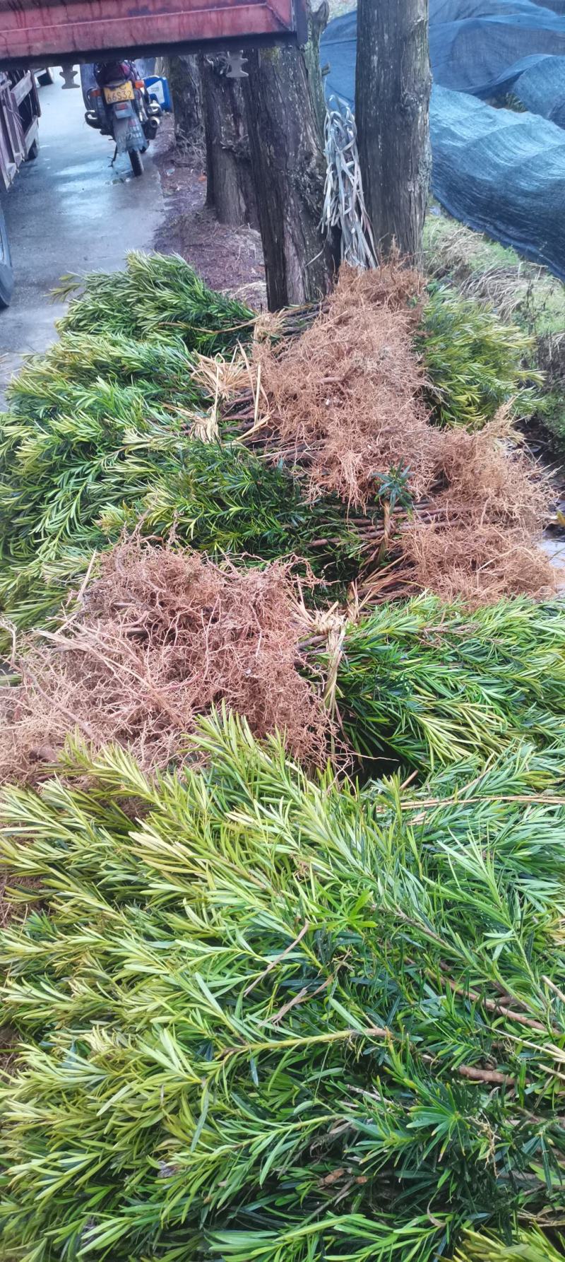 江西直供罗汉松小苗，1公分罗汉松，中叶罗汉松，苗圃直供