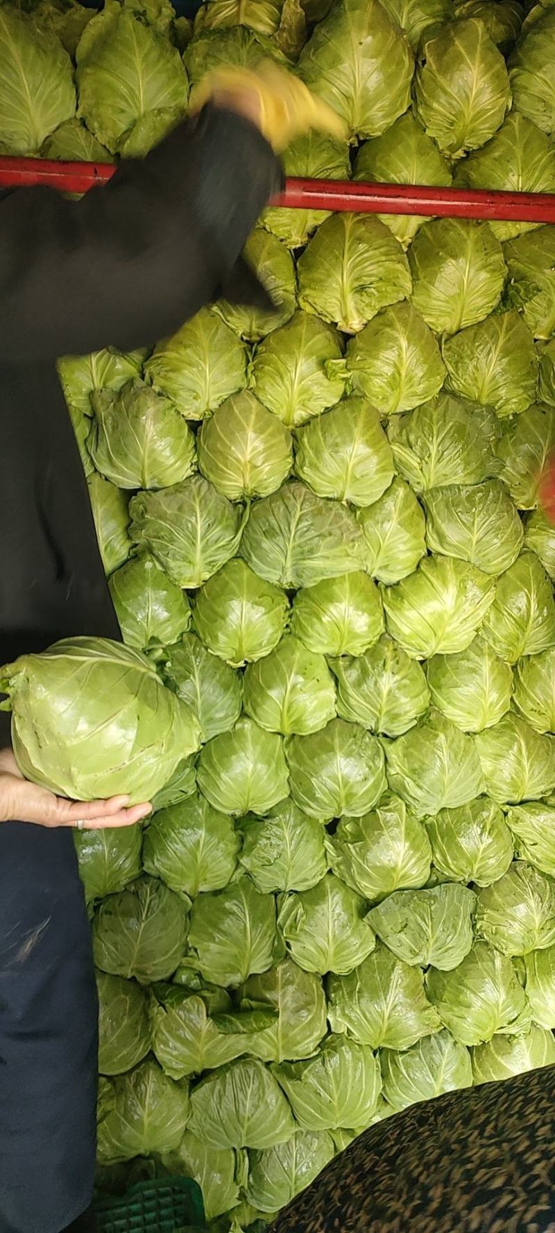 纯绿色蔬菜橄榄口感好，颜色正，耐运输