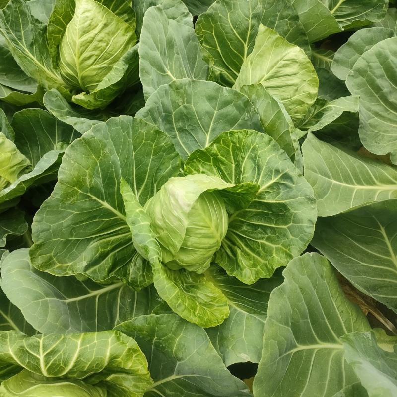 纯绿色蔬菜橄榄口感好，颜色正，耐运输