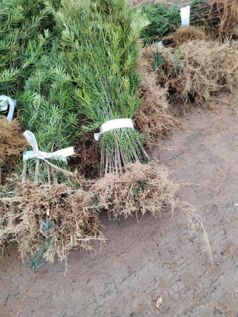 一年罗汉松小苗，中叶罗汉松，1米罗汉松，苗圃走量批发