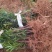一年罗汉松小苗，中叶罗汉松，1米罗汉松，苗圃走量批发