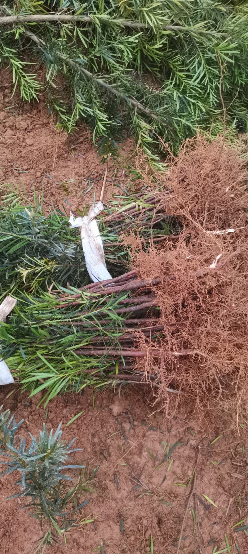 一年罗汉松小苗，中叶罗汉松，1米罗汉松，苗圃走量批发