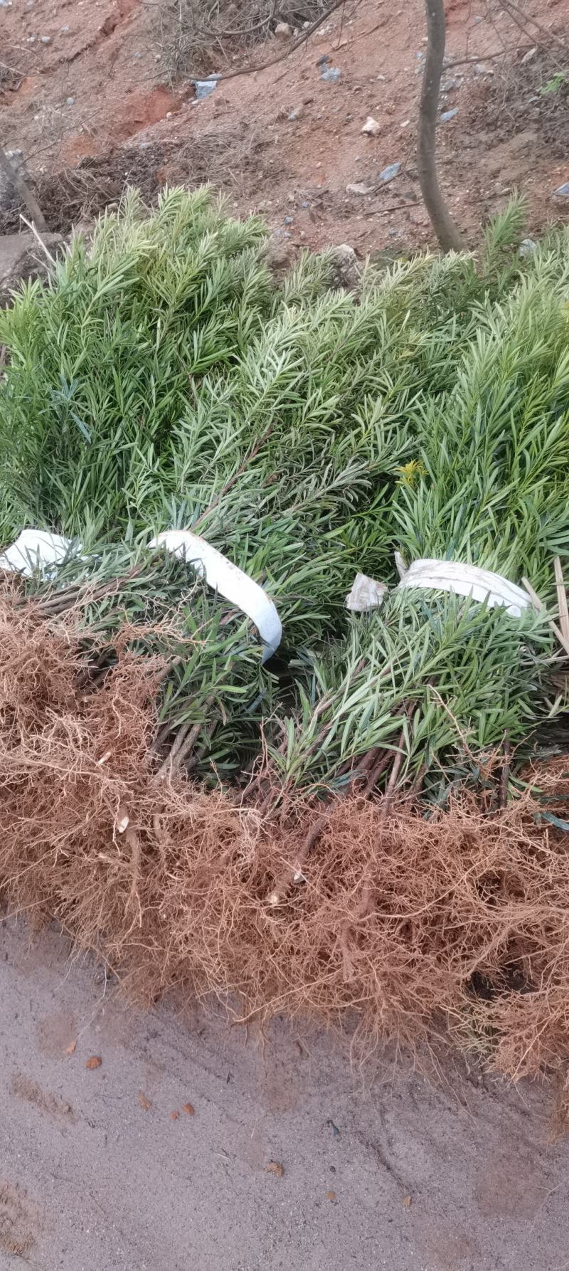 一年罗汉松小苗，中叶罗汉松，1米罗汉松，苗圃走量批发