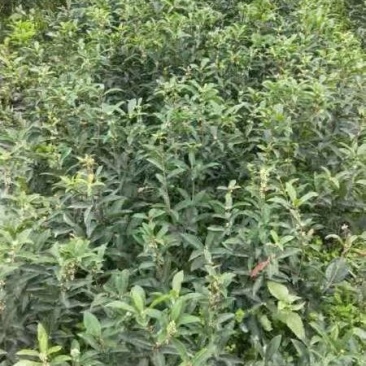 基地直销各规格精品月月桂，佛顶桂，四季桂