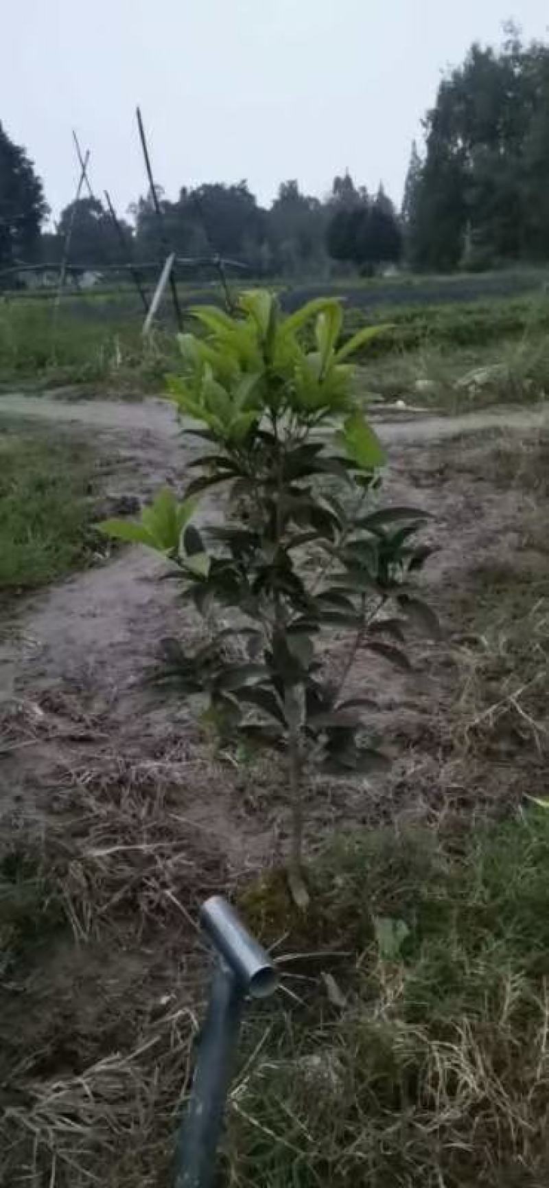 基地直销各规格精品月月桂，佛顶桂，四季桂