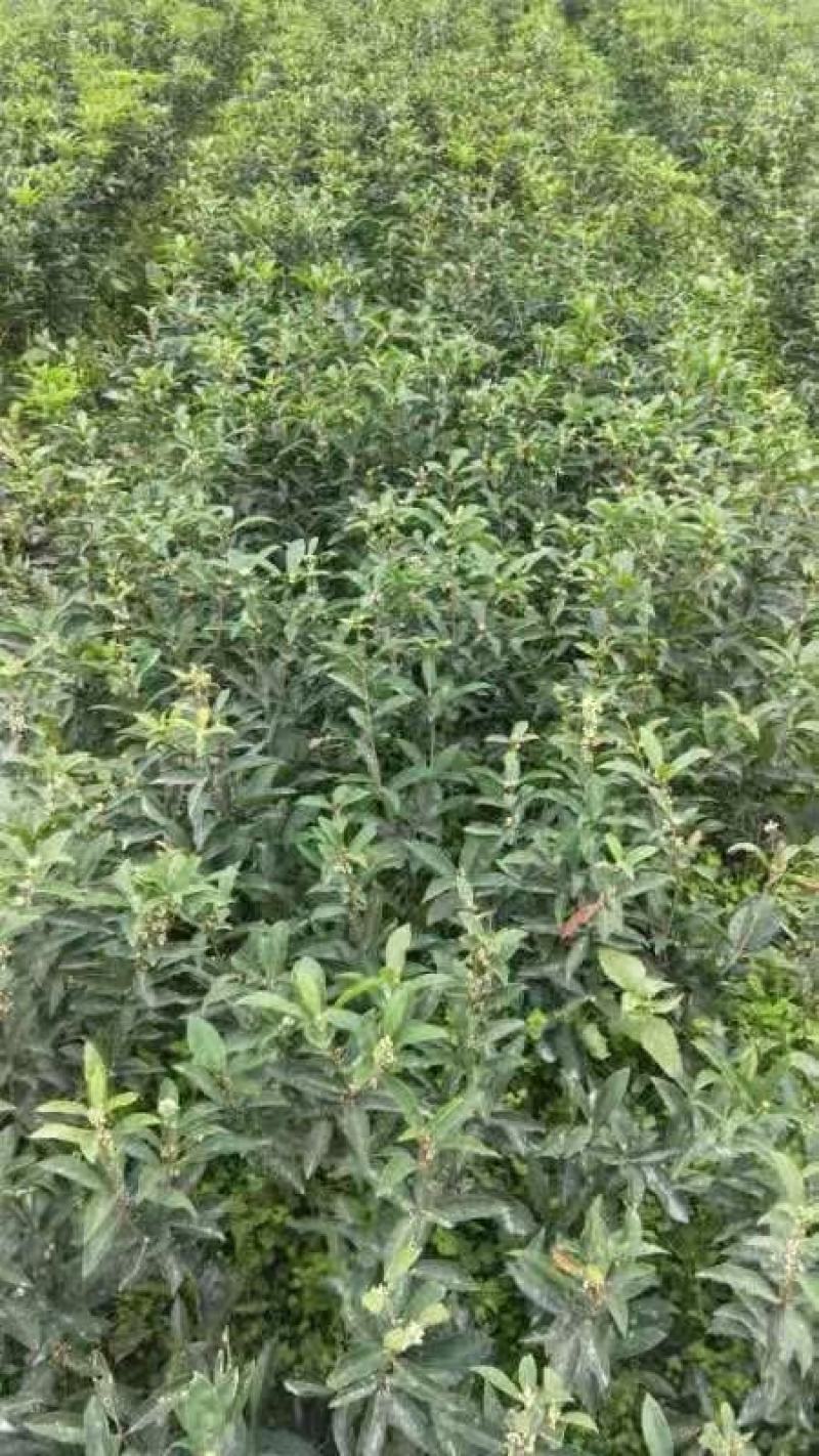 基地直销各规格精品月月桂，佛顶桂，四季桂