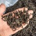诏安富硒八仙茶精选高山茶心炭焙茶叶醇香黄旦茶叶惠来土山茶