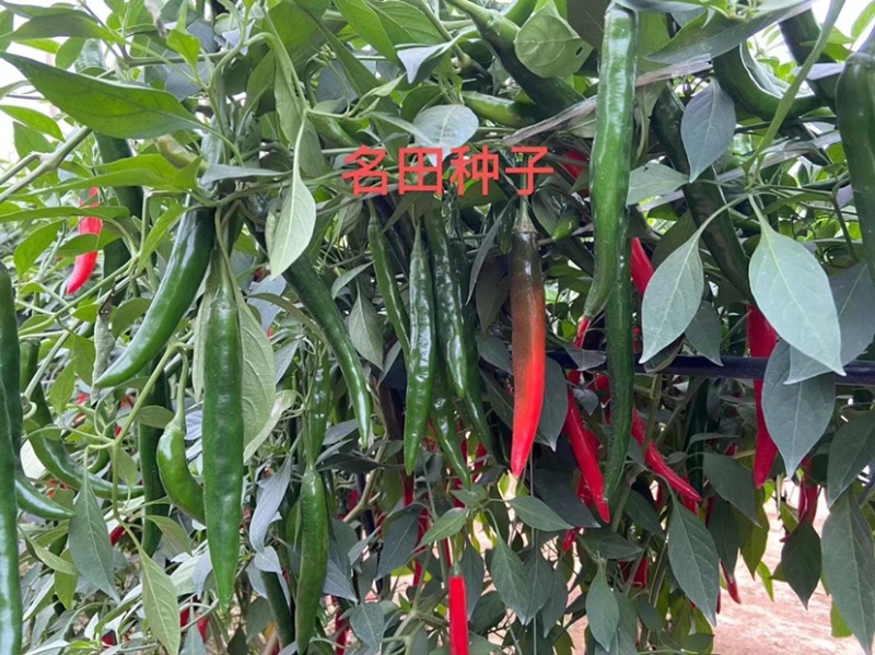 大果美人椒种子，抗病强产量高，椒型美，结的多