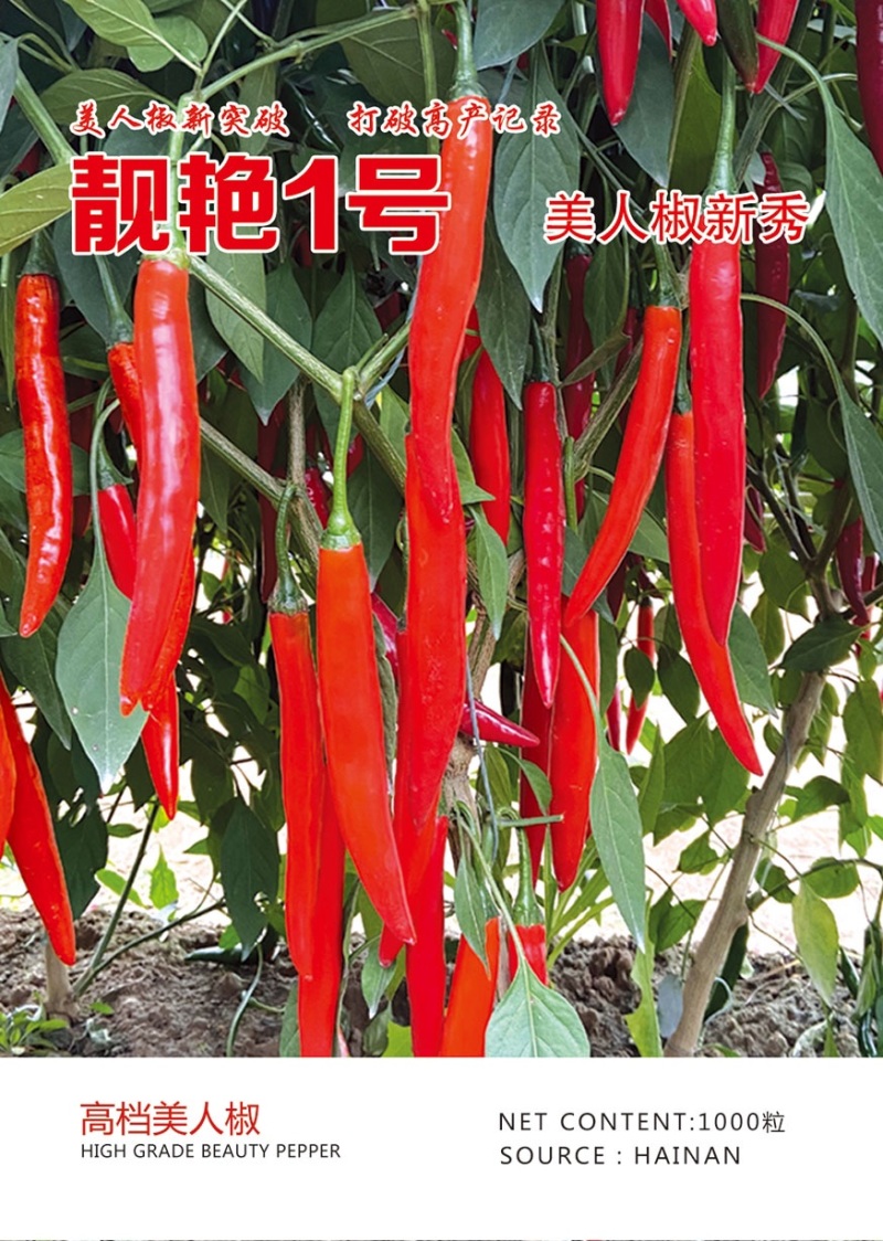 大果美人椒种子，抗病强产量高，椒型美，结的多