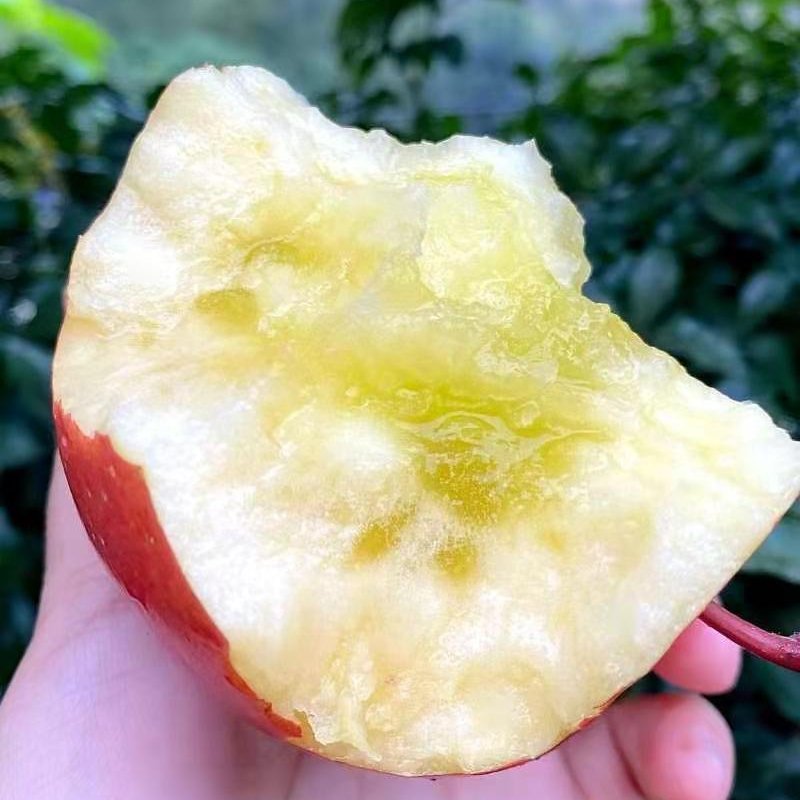 新疆阿克苏红旗坡冰糖心苹果，七零八零一上大量出库中。