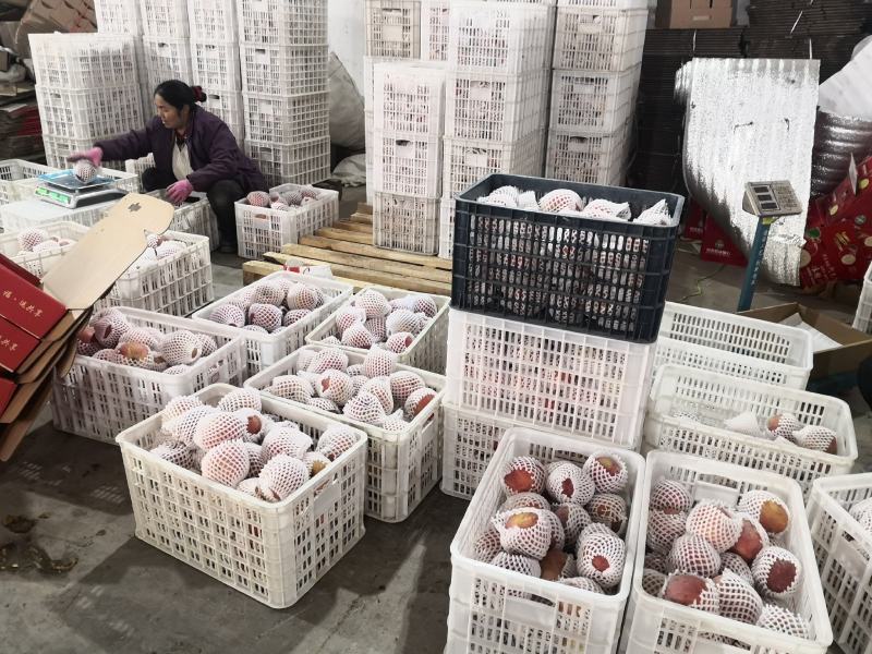 新疆阿克苏红旗坡冰糖心苹果，七零八零一上大量出库中。