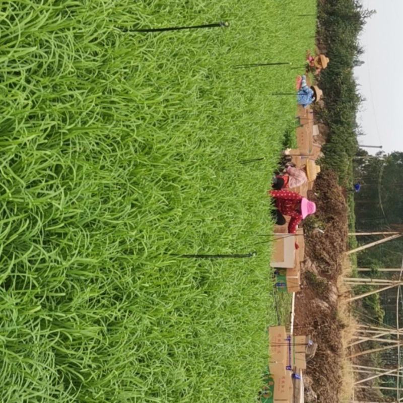 来自中国长寿之乡，徐闻县大叶沙土韭菜，叶绿，个头均匀。