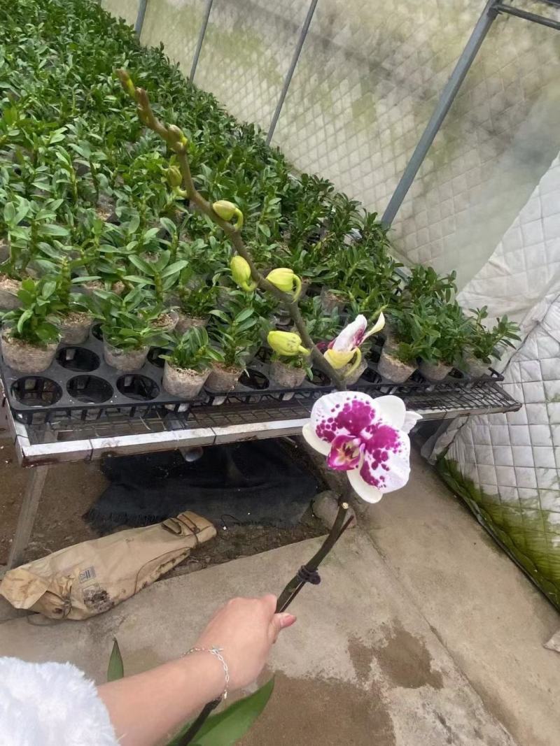 鸿运财神3.5寸单梗蝴蝶兰盆花