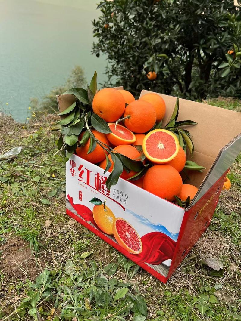 湖北江边血橙中华红橙血橙实力供应一手货源欢迎考察致电