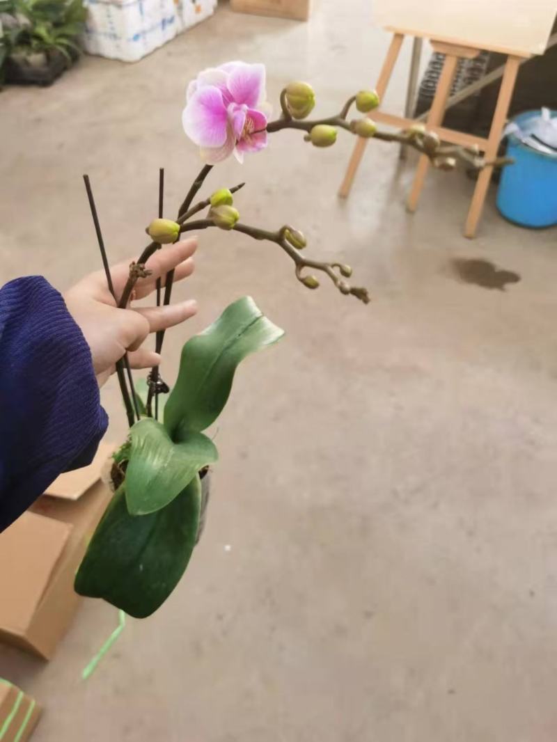 粉钻3寸双梗蝴蝶兰拿图询价量大从优