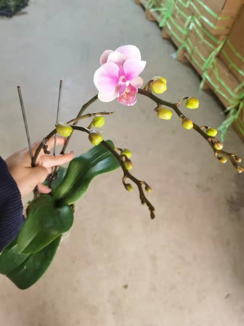 粉钻3寸双梗蝴蝶兰拿图询价量大从优