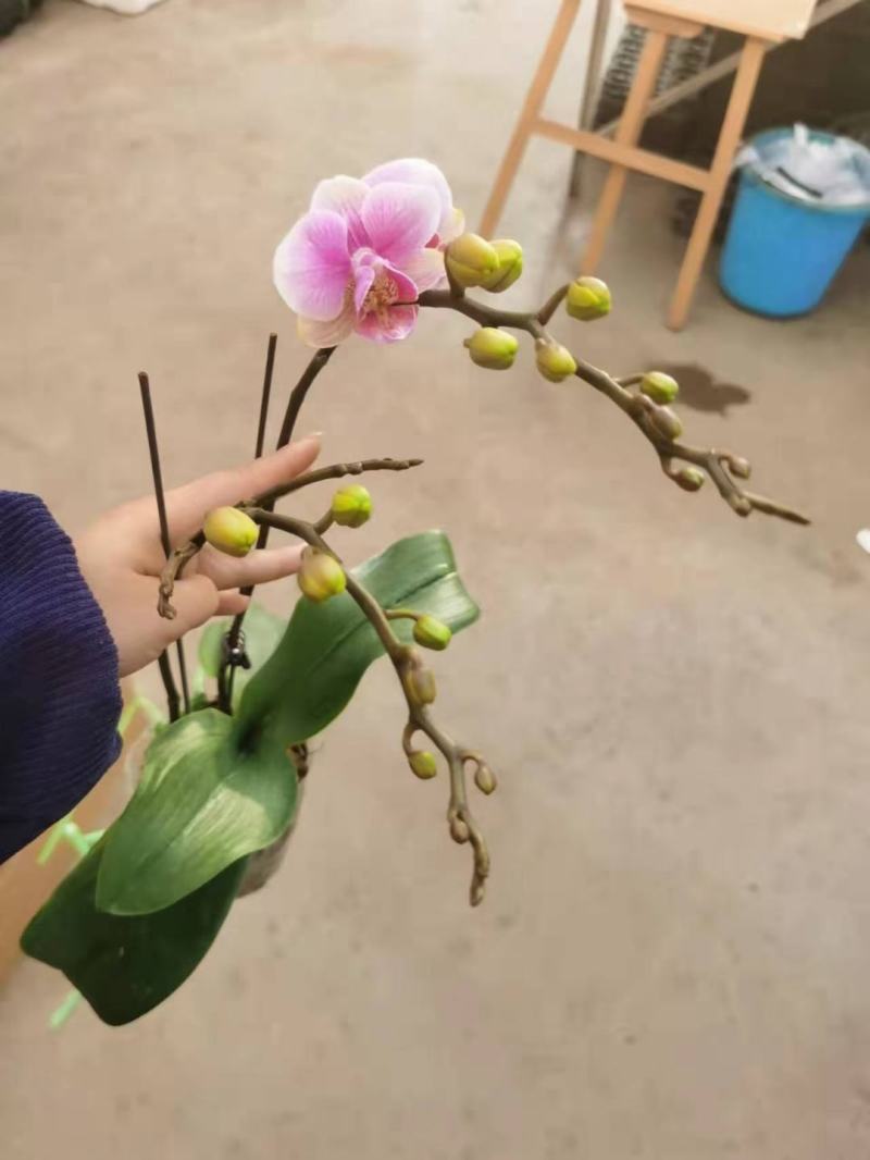 粉钻3寸双梗蝴蝶兰拿图询价量大从优