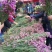 云南18怪鲜花称斤卖忽忘我情人草地摊热销模式