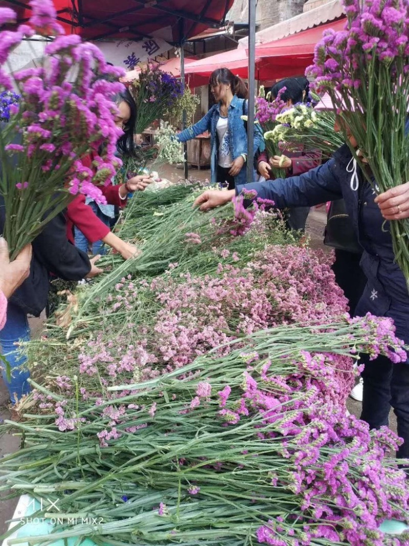 云南18怪鲜花称斤卖忽忘我情人草地摊热销模式