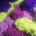 云南18怪鲜花称斤卖忽忘我情人草地摊热销模式