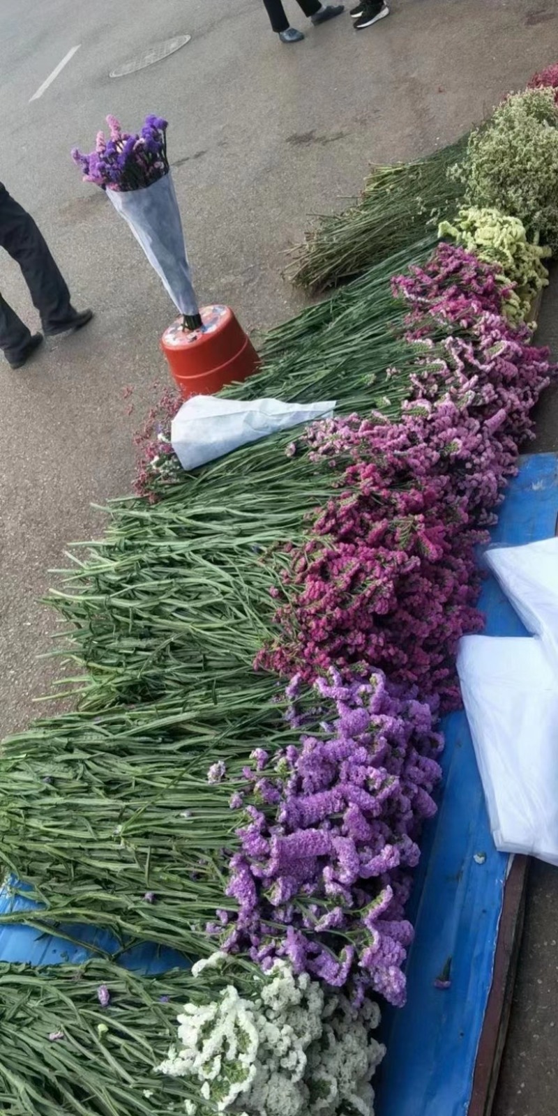 云南18怪鲜花称斤卖忽忘我情人草地摊热销模式