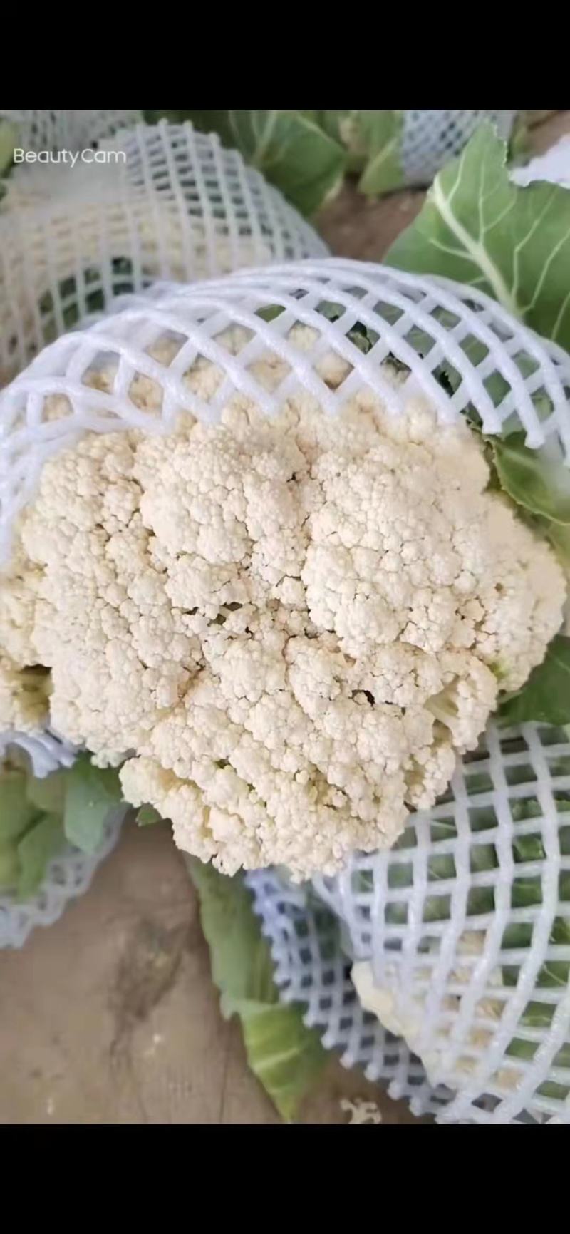 [精品]湖北有机花菜西兰花松花菜产地直销看货论价
