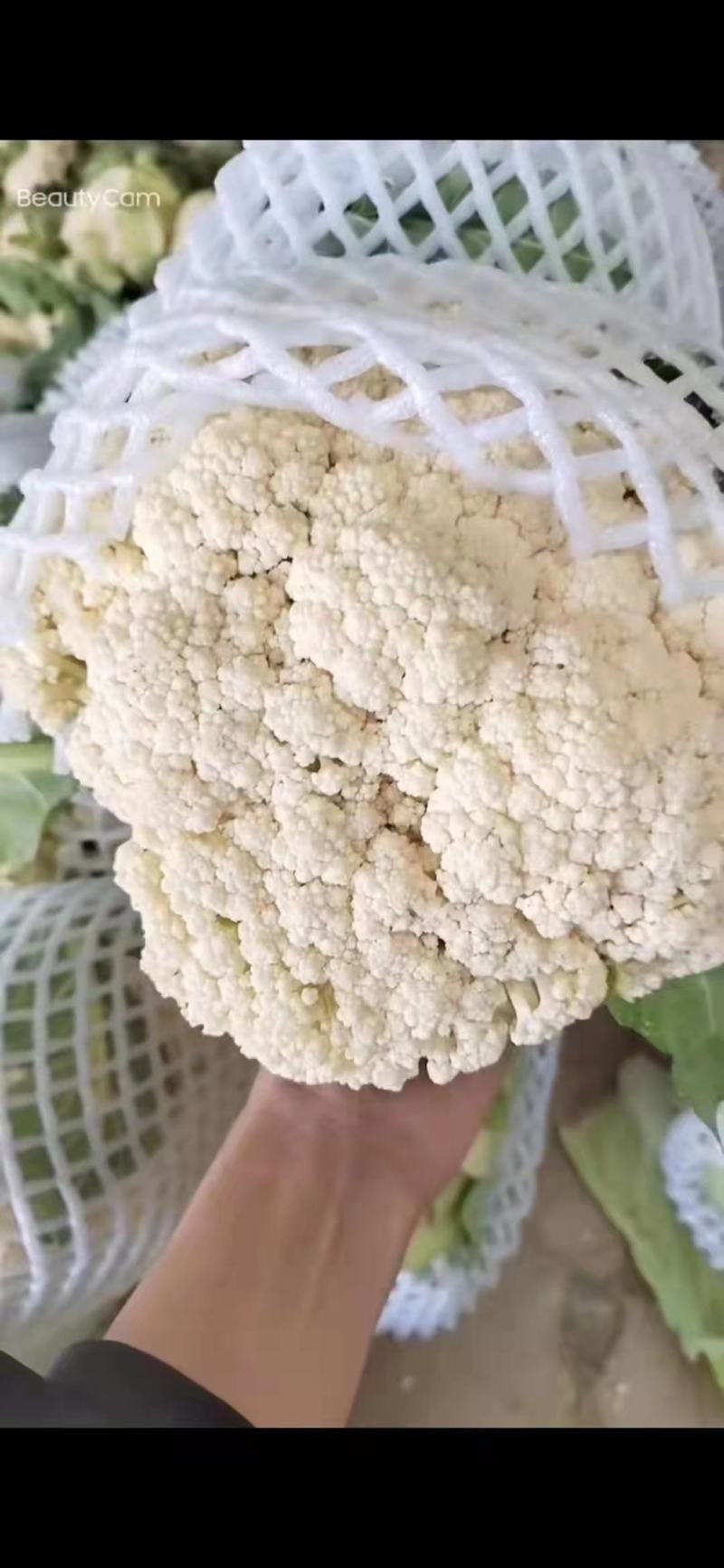 [精品]湖北有机花菜西兰花松花菜产地直销看货论价