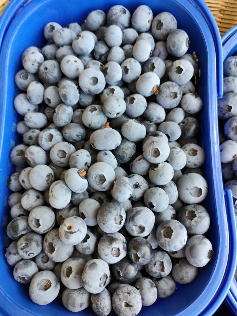 蓝莓